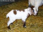 JAMMY des Tourelles - chevreau nain