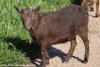 MATINE des Tourelles - chèvre miniature