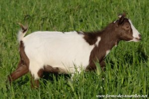 LOLINETTE des Tourelles - chèvre miniature extra-naine