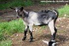 ORGANDI des Tourelles - chevreau Alpin motte