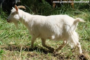 MARGARITA des Tourelles - chèvre miniature aux yeux bleus