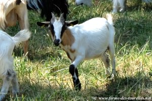 GAZELLE - chèvre miniature toy des Tourelles