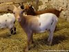 LIKA - chèvre miniature des Tourelles LIKA - chèvre miniature des Tourelles