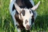 NEVA des Tourelles - chèvre miniature aux yeux bleus