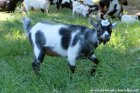 MESOTI des Tourelles - chèvre miniature aux yeux bleus