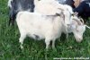 NORIA des Tourelles - chèvre miniature aux yeux bleus