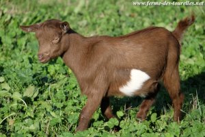 LOLIPOP des Tourelles - chèvre miniature motte