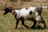 LAGUNA des Tourelles - chèvre naine