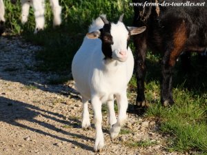 JINA des Tourelles - chèvre miniature 