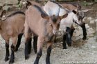 MATRIX des Tourelles - chevreau Alpin