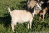 NELFIE des Tourelles - chèvre miniature mantelé