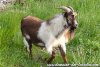 UPSILON - bouc miniature mantelé des Tourelles