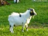 HUGO - bouc miniature des Tourelles HUGO - bouc miniature des Tourelles