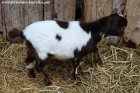 MACHA des Tourelles - chèvre miniature
