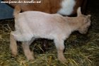 PAMPLEMOUSSE des Tourelles - chevreau miniature