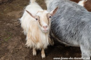 MILINE des Tourelles - chèvre miniature à poils longs