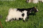 ILKA des Tourelles - chèvre naine à poils mi-longs