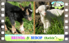 Diaporama You Tube de BRENDA & BEBOP des Tourelles - chevreaux miniatures aux yeux bleus