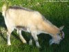 ELSA - chèvre miniature motte des Tourelles