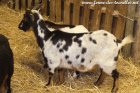JOLIKA - chèvre semi-miniature des Tourelles