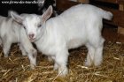 NOUGAT des Tourelles - chevreau miniature aux yeux bleus