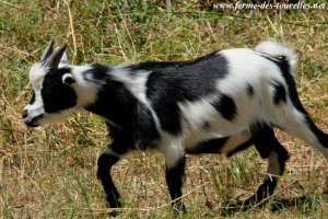 L.GENTLEMAN de la Ferme du Bonheur - bouc miniature