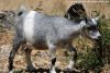 JARA des Tourelles - chèvre miniature