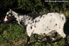 FRIPOUNE - chèvre miniature des Tourelles