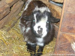 INCA - chevreau miniature