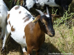 CIGALINE - chèvre mini-naine