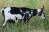 JOYCE des Tourelles - chèvre miniature