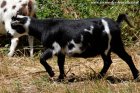 LORELEI des Tourelles - chèvre miniature / extra-naine