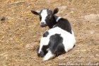 PERSANNE des Tourelles - chevrette miniature aux yeux bleus