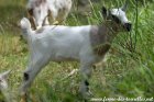 OSMOSE des Tourelles - chevreau (semi)-miniature aux yeux bleus