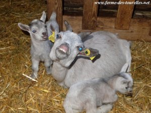 BLUE PEARL et ses jumeaux - chèvre miniature des Tourelles