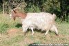 REINE des Tourelles - chèvre miniature à poils longs