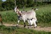 SCARLETTE (et Magellan) - chèvre semi-naine des Tourelles