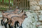 MARIANA - MABELLE - MALOUETTE des Tourelles - chevrettes Alpines