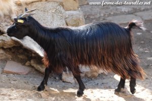MARIA - chèvre miniature à poils longs des Tourelles