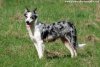 GLYCINE - chienne type Border Collie des Tourelles