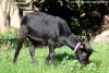 IWIE - chèvre naine des Tourelles IWIE - chèvre naine des Tourelles
