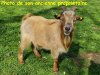 PETIT ECLAIR - bouc miniature aux yeux bleus