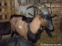 HARRY des Tourelles - bouc Alpin HARRY des Tourelles - bouc Alpin