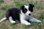 Chiot type Border Collie des Tourelles noir & blanc