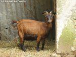 Mise bas de AMBRE - chèvre naine