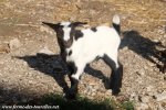 LENZO des Tourelles - chevreau nain