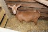 NAÏKA - chèvre miniature des Tourelles
