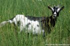 JOEVA - chèvre semi-miniature des Tourelles