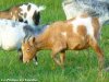 FLAMME - chèvre miniature des Tourelles