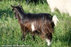 NOUNA des Tourelles - chèvre miniature à poils longs